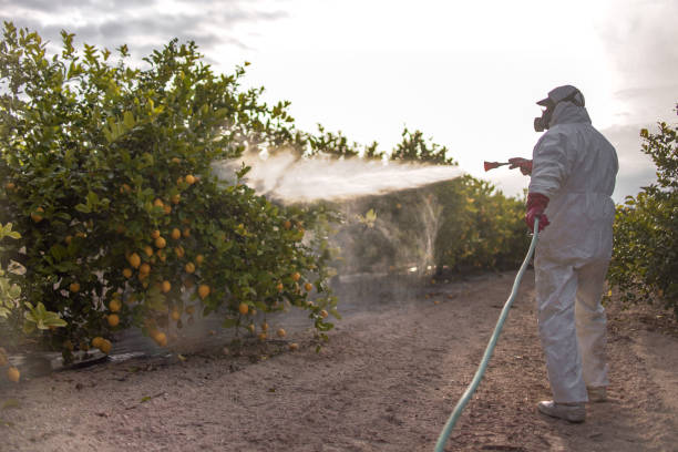 Best Termite Control Services  in Sullivan, IL