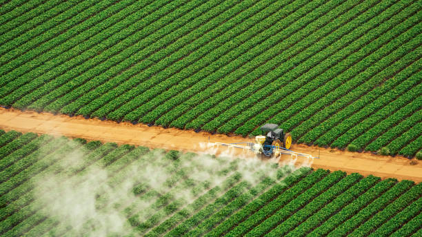 Best Ant Control Services  in Sullivan, IL